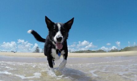 mejores playas de perros de Alicante