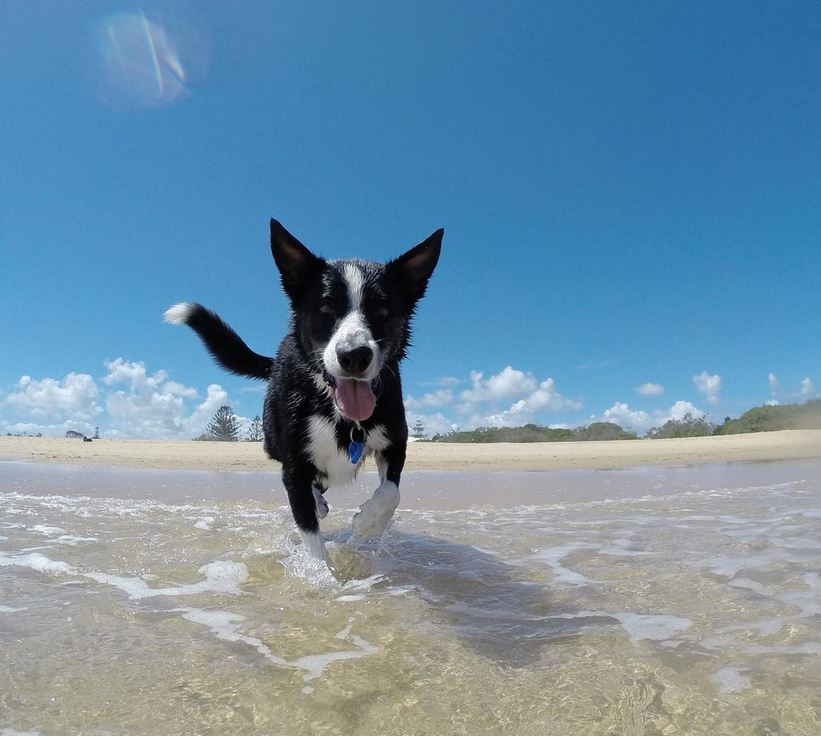 mejores playas de perros de Alicante